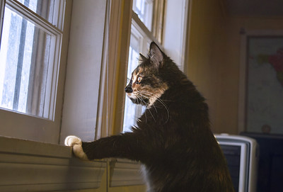 A curious cat representing a spirit of inquiry
