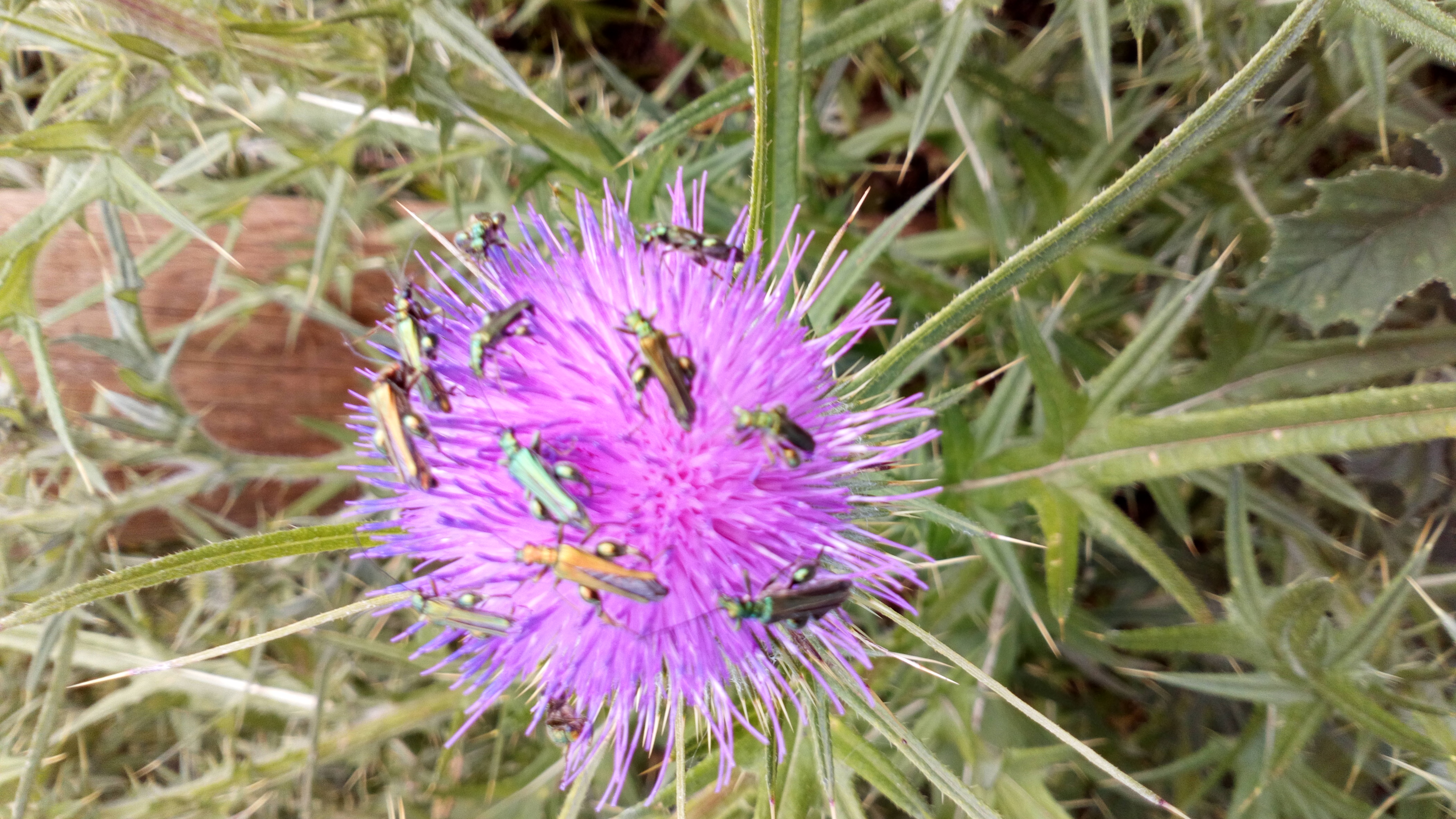 A flourishing flower representing nature
